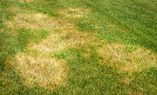 Brown Patch Fungus Damage on Turf