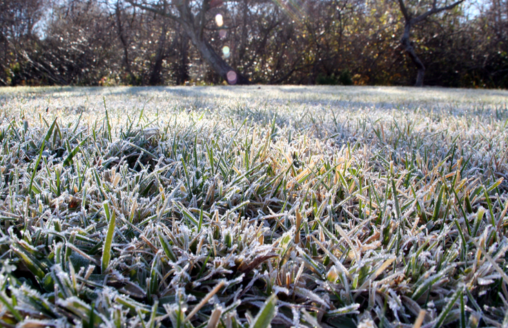 Frost Covered Lawn