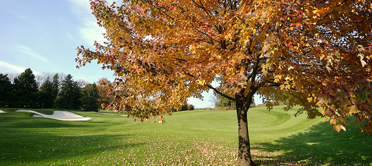 Golf course with tree of golden leaves