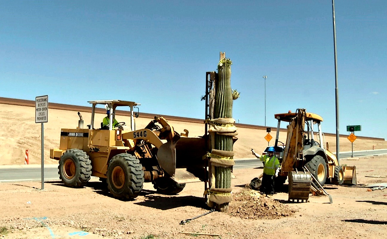 BrightView replanted almost 400 saguaros saved during roadway construction.