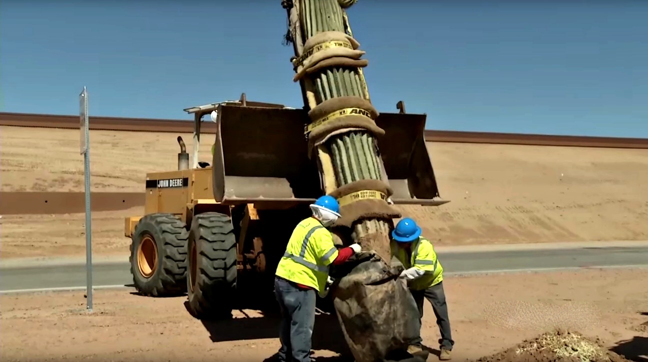 BrightView replanted almost 400 saguaros saved during roadway construction.