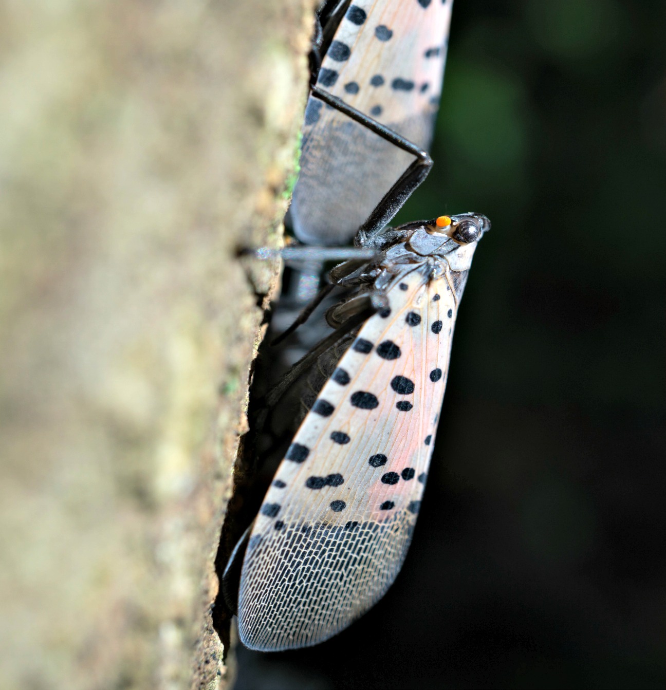 Spotted Lanternfly Reaches Pennsylvania