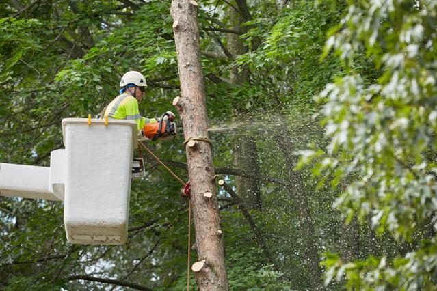 Edgewood, MD Tree Care Services
