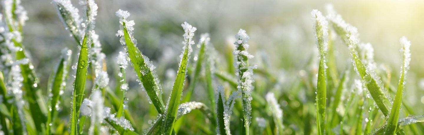 Frosted Grass 