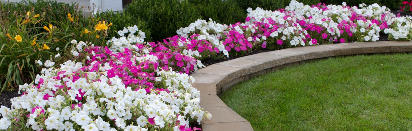 Add a Burst of Color with Summer Annuals