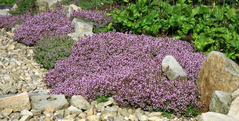 Breckland Thyme Drought Tolerant