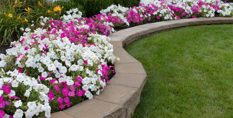 Add Summer Annuals for a Burst of Color to your Property