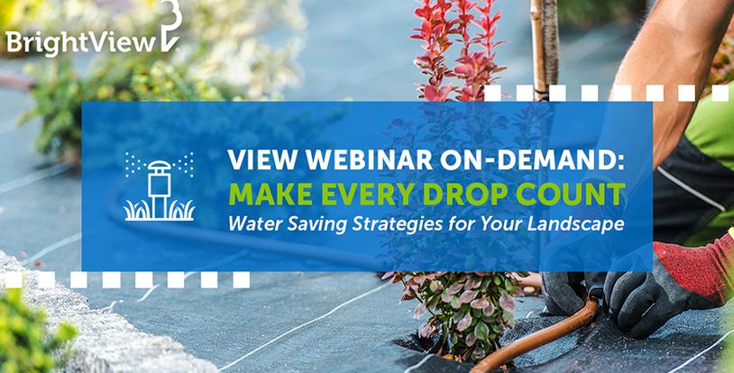 Make Every Drop Matter: Water Saving Strategies for Your Landscape