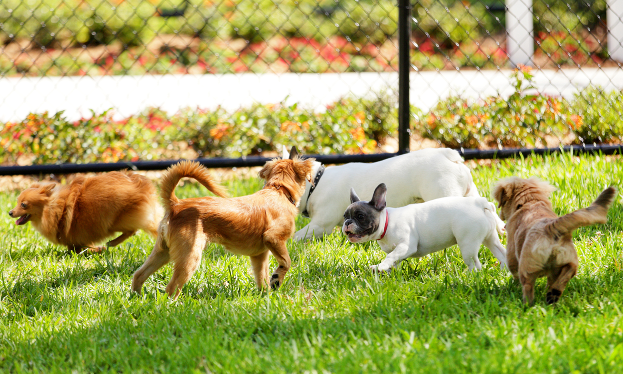 Dogs Playing