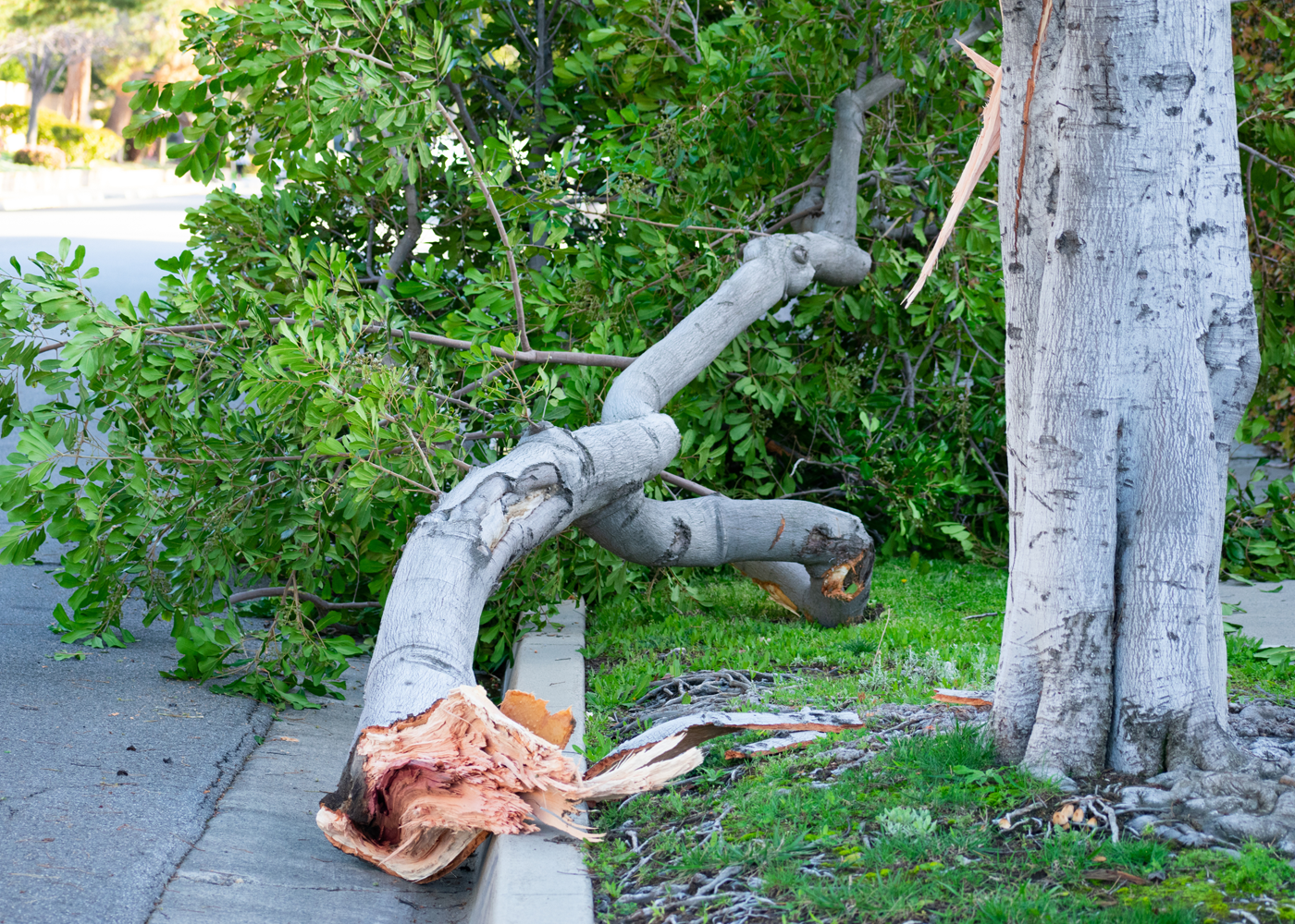 Damage & Broken Tree Limb