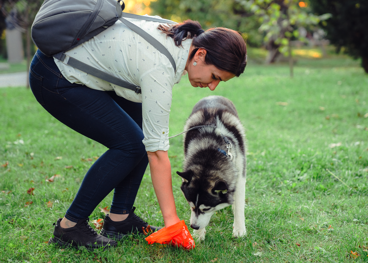 Pick Up After Your Dog