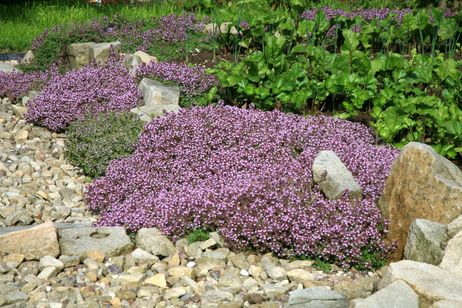 thyme ground cover deer