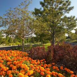 bright view landscaping services
