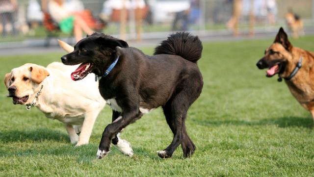 Dog Park