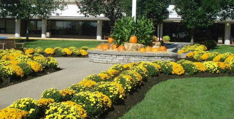 fall flowers mums pumpkins